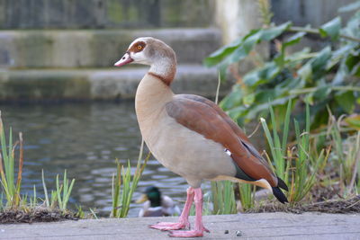 Close-up of bird perching on retaining wall