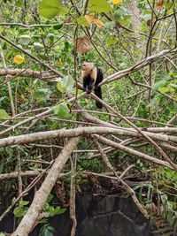 Monkey on tree branch