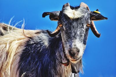 Close-up portrait of goat against clear blue sky