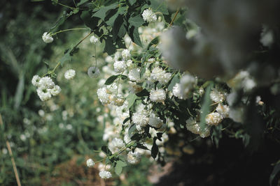 Close-up of white flowering plant