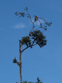 Low angle view of flowering plant against clear blue sky