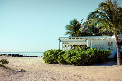 Palm trees on beach against clear sky