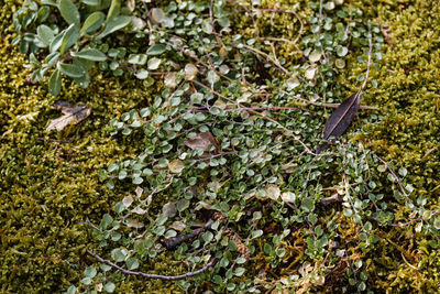 High angle view of moss growing on field