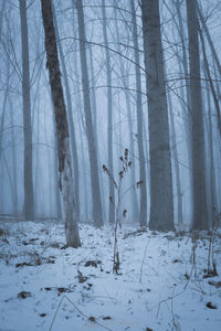 Trees in forest during winter