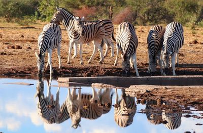 Zebras drinking water