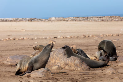 Flock of sheep on sand