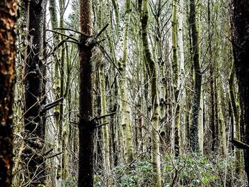 Trees in forest