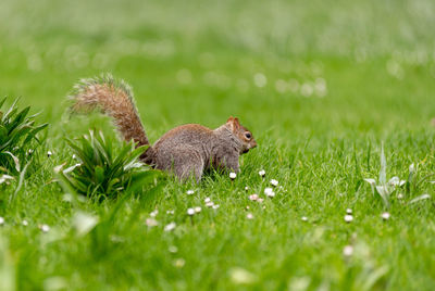 Grey squirrel in saint james park, london