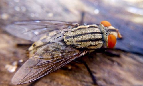 Close-up of insect