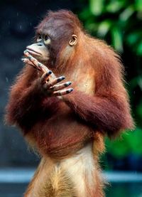 Close-up of a monkey looking away