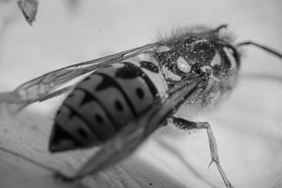 Close-up of insect