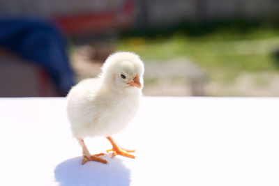 Close-up of bird