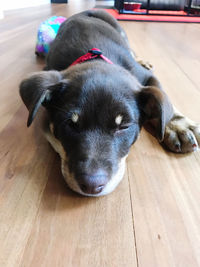 High angle view of dog resting on hardwood floor