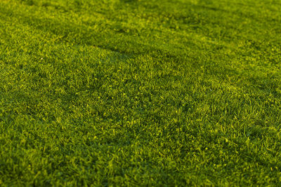 Full frame shot of green field