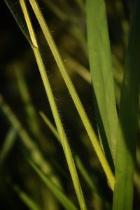 Close-up of crops growing on field