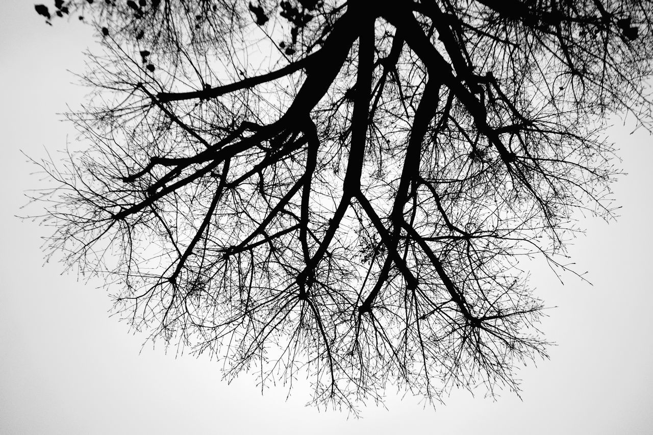 LOW ANGLE VIEW OF SILHOUETTE TREE AGAINST SKY