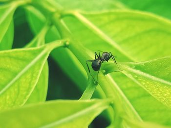 Close-up of insect on leaf