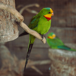 Close-up of parrot perching on tree