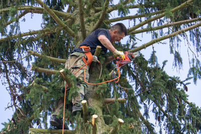 Low angle view of man cutting branches on tree