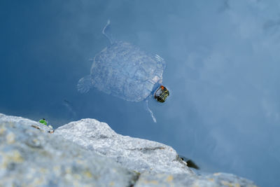 High angle view of insect on rock