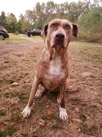 Portrait of dog on field