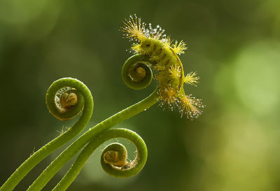 Fire caterpillar on fern