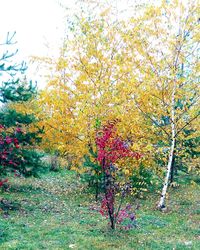 Close-up of tree during autumn