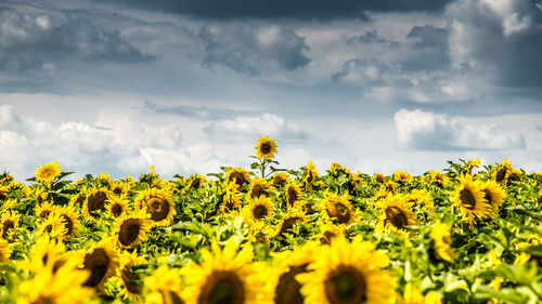 Scenic view of sunflower field against sky in tauber valley 