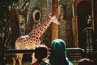 Low angle view of giraffe in zoo