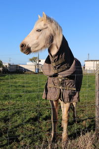 Horse standing in a field