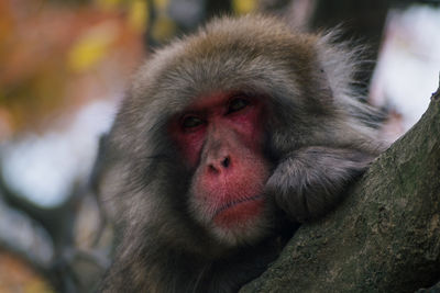 Portrait of monkey