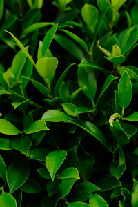 Full frame shot of fresh green plant