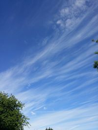 Low angle view of trees against blue sky