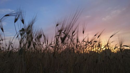Close-up of wheat field against sky during sunset