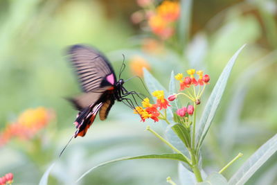 Close-up of butterfly on flower