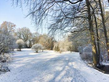 Snow covered bare trees against sky