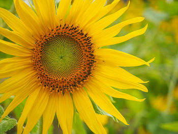 Close-up of yellow sunflower