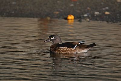 Duck swimming in lake