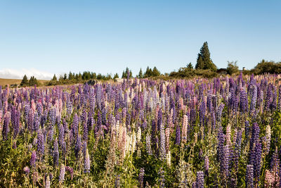 Purple flowering plants on field against sky