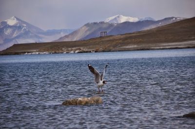 Bird in lake against mountain range