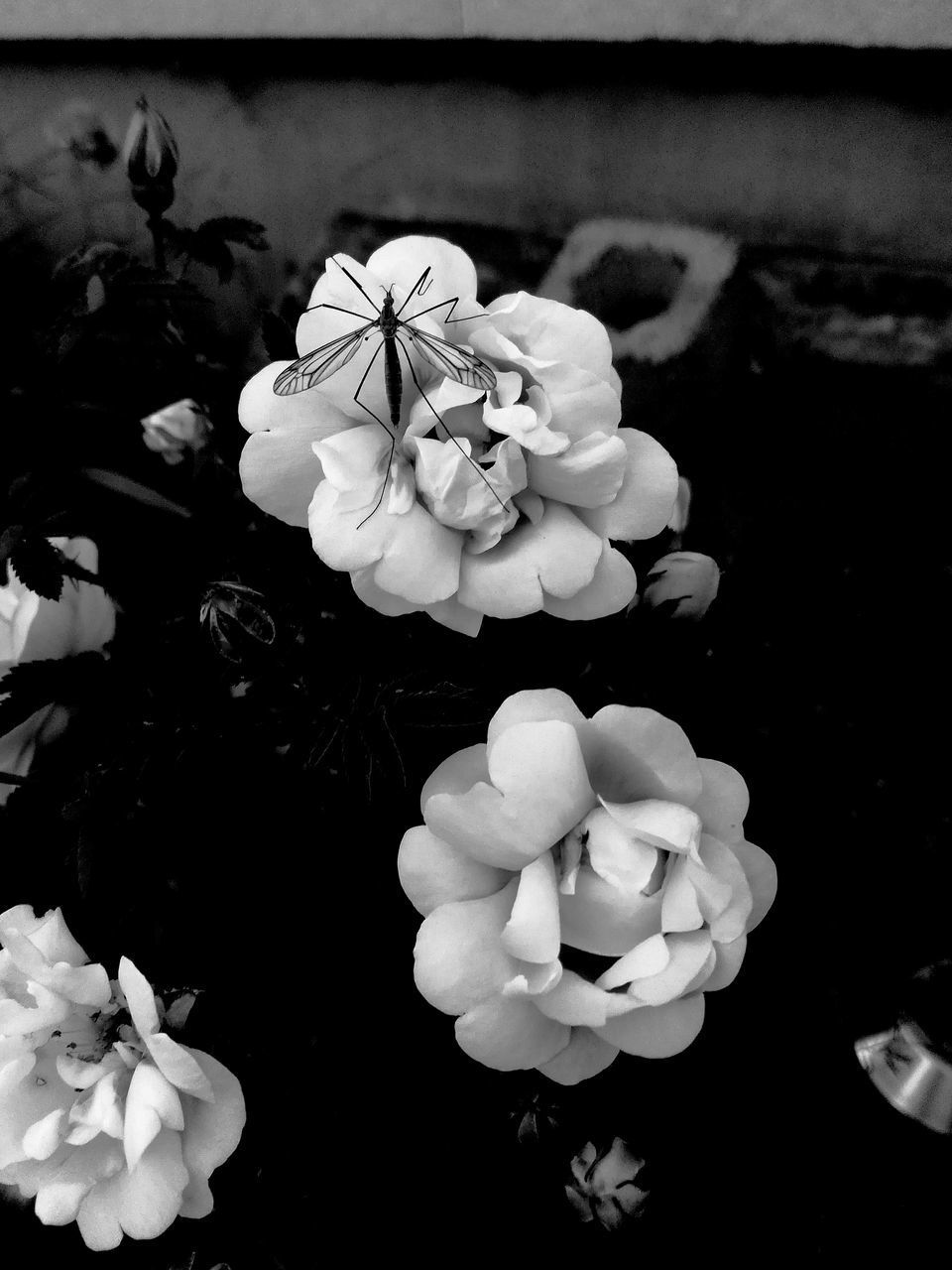 HIGH ANGLE VIEW OF WHITE ROSE FLOWER