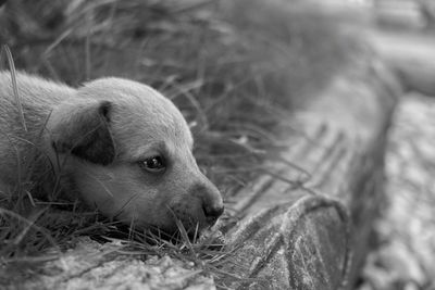 Close-up of dog lying on grass