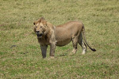 Full length of a cat walking on field