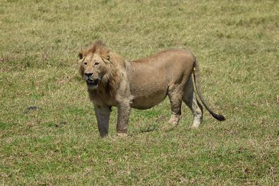 Full length of a lion walking on field