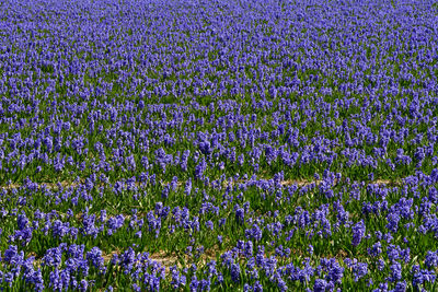 Full frame shot of purple flowering plants on field