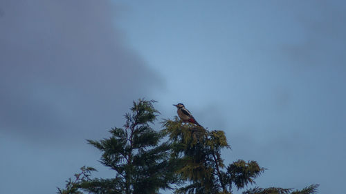 Low angle view of bird perching on tree
