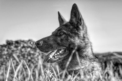 Close-up of a dog looking away