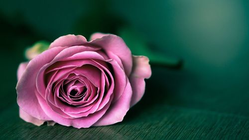 Close-up of pink rose