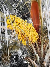 Close-up of yellow flowers