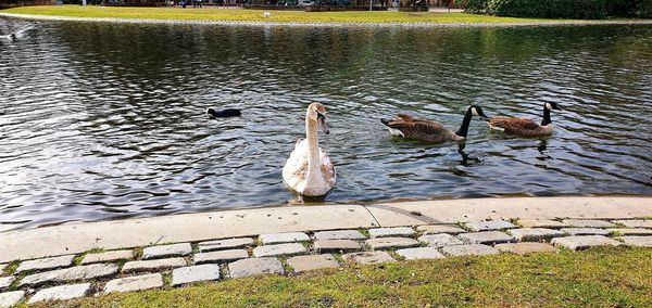 View of birds swimming in lake